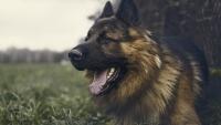 vlčák 1 german-shepherd-3027720 960 720